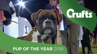 Eukanuba Pup of the Year | Crufts 2019