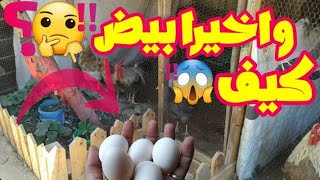 شوقي الجديد ?/جولة لبيوت الطيور وزراعة بالمزرعة/انتاج جديد من الطيور .. ؟