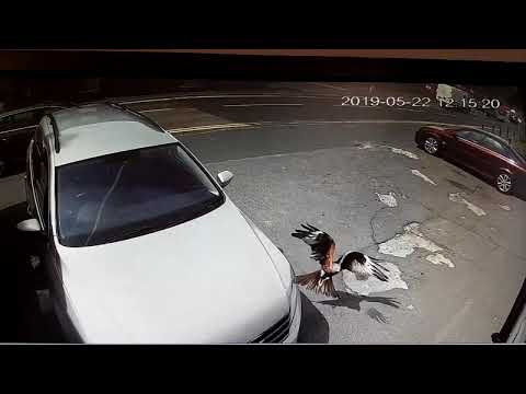 Red Kite swoops on Taxi office