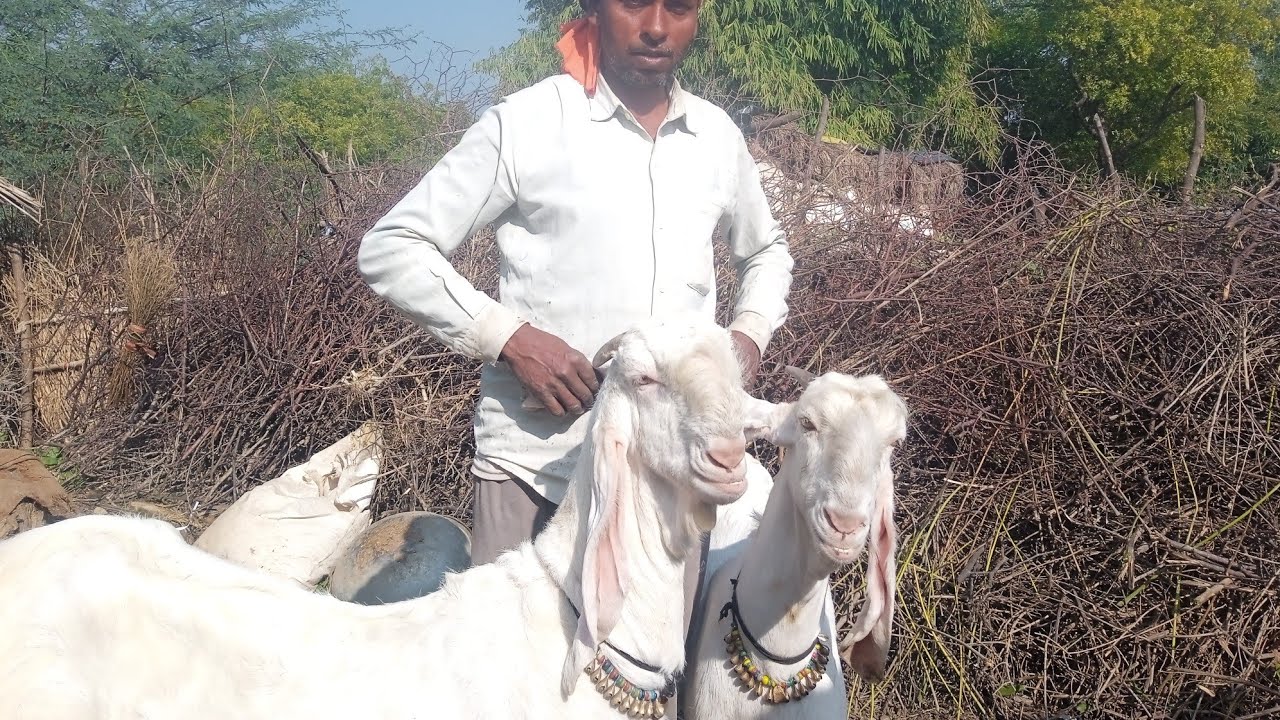 जमुनापारी ओल्ड की बकरी और बच्चे हमारे बड़े 