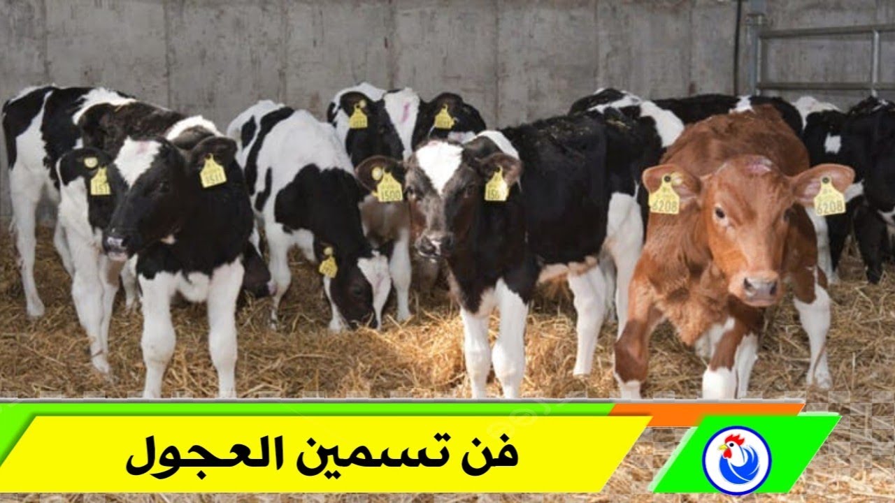 فن تسمين العجول،هكذا تحول العلف إلى ذهب