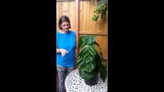 Fiddle Leaf Fig Tree Care Tips (Signs of underwatering) Purity Plants Rejuvenation Tips & Tricks