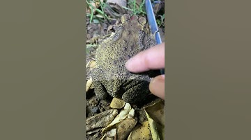 froggy frog l Boing Boing catching frogs so funny #funny #frogexercise #frog #frogjump #frogworkout