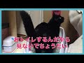 【閲覧注意】砂かき上手猫の完璧な仕事ぶり【トイレ】　37