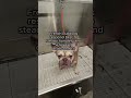 Frenchie Owners, Quick Bath Tip #shorts