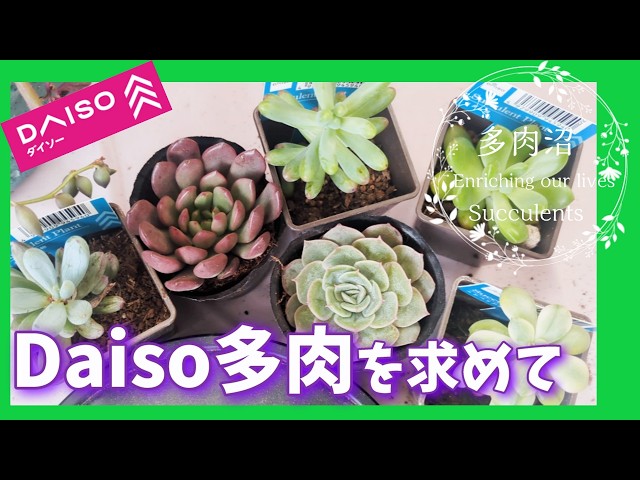 74 In search of 100-yen succulents - YouTube