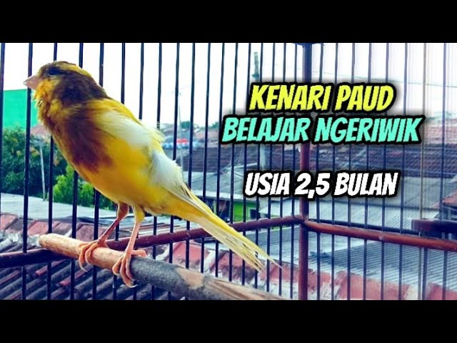 Kenari Paud Belajar Bunyi Ngeriwik Usia 2,5 Bulan || Ampuh Untuk Pancingan Kenari Paud Cepat Bunyi class=