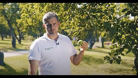 Яблоневые сады в Коломенском — как правильно срывать яблоки