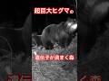 超巨大ヒグマの遺伝子が渦まく森#北海道#ヒグマ#動物#自然#狩猟#ハンティング#駆除#罠#オソ18 #巨大#アウトドア#ひぐま#くま#クマ#熊