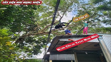 Cưa cây Xà Cừ siêu dây điện, gần nhà / Sawing a super Mother of Pearl tree near the house | P152
