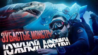 картинка: Дайвинг с акулами в ЮАР: уникальное погружение в подводный мир Aliwal Shoal