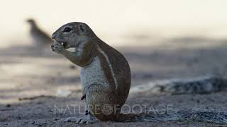 Cape Ground Squirrel - sitting up eating,medium shot