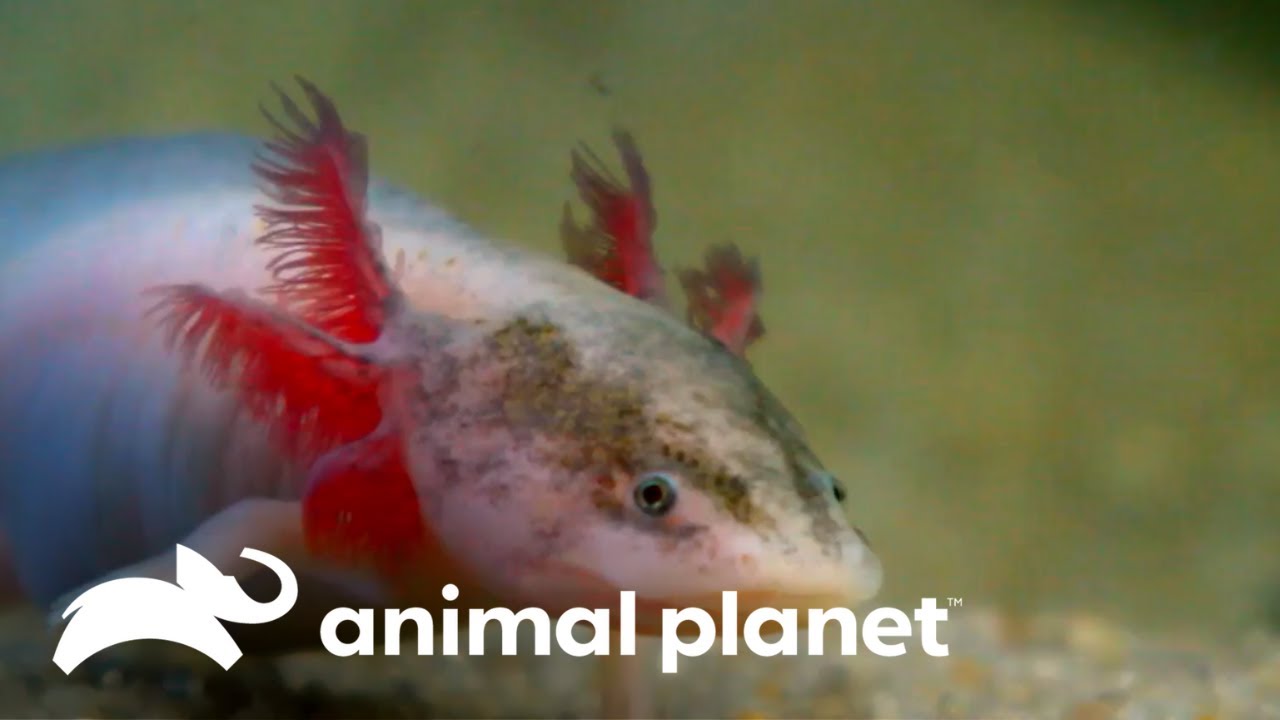 La capacidad regenerativa de los Ajolotes | Los Secretos del Mundo Animal | Animal Planet