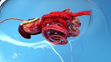 DYSGUARD-S Natural Feed Additive for Persistent Enteric Diseases in Pigs