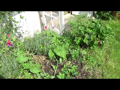 lavender,-strawberry-and-sweet-pea---my-little-patch.