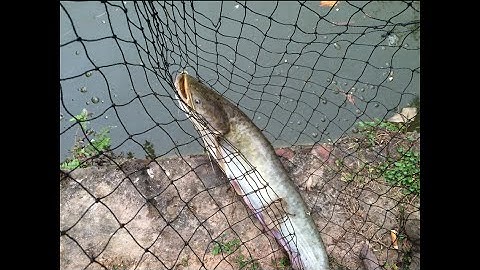 Catfish Fishing - DIY Fishing - Câu cá Nheo