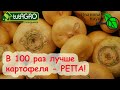 ВКУСНО ЕШЬ И НЕ ТОЛСТЕЙ! В 100 раз лучше картофеля РЕПА! Просто вырастить РЕПУ своими семенами.