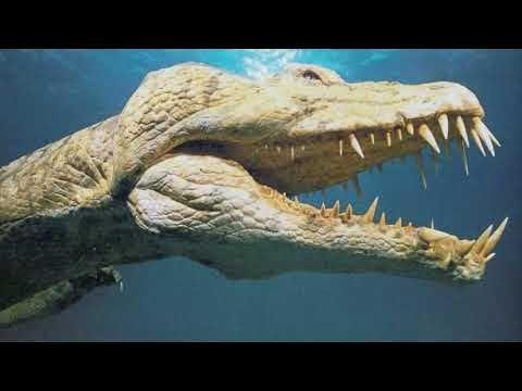 Limnoscelis paludis.