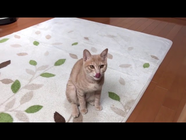 お母さんにだけ犬のように戻って来ない猫