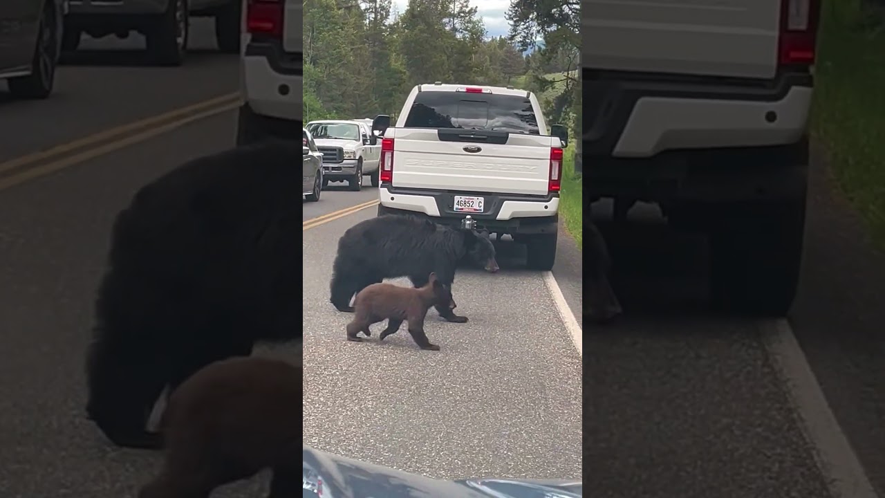 Мама-медведица переходит дорогу с медвежонком 🤎🐻