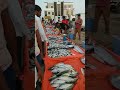 Fish Market From Muscat Mabela Bipi 