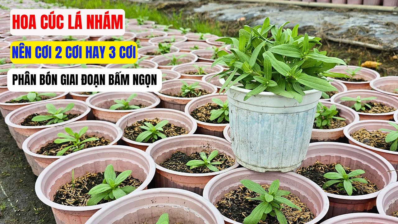 Cách bấm ngọn cúc lá nhám cho hoa nở đúng tết (P2 - Bấm ngọn)