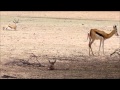 Baby springbok trying to stand - Kgalagadi