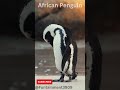 African Penguin | Penguin | Beautiful Penguin |