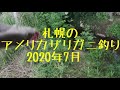 札幌のアメリカザリガニ釣り2020年7月　今年初のポイント調査！アメリカザリガニは北海道の「指定外来種」として規制対象になっています。　捕獲したアメリカザリガニは「放つこと等の禁止」が求められています