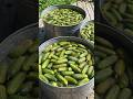 smart and fast pickle factory.. #pickle #cucumber #factorymade #foodfactory #viralvideo #pickling..