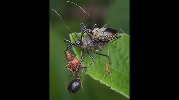 Assassin bug vs Weaver ant (battle to death)👌#insectwarrior