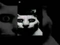 Part 15 #games #thebattlecats  #shorts #viralshorts