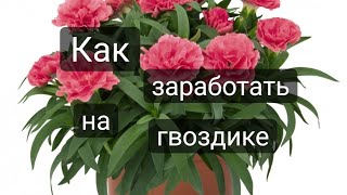 видео: Черенкование гвоздики с результатами. картинка: Черенкование гвоздики с результатами.