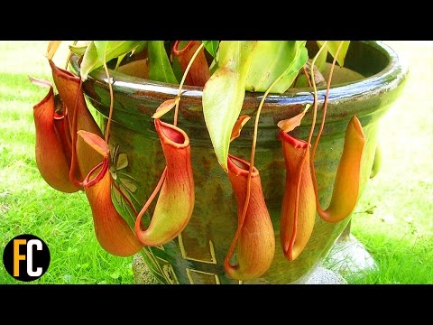 Top Most Strangest Plants Across The World