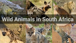 Wild Animals In South Africa Wild Animals In South Africa