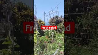 Fresh salad