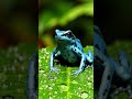 The Tiny Frog That Can Kill You | Small But Extremely Dangerous #PoisonDartFrog #wildlifedocumentary
