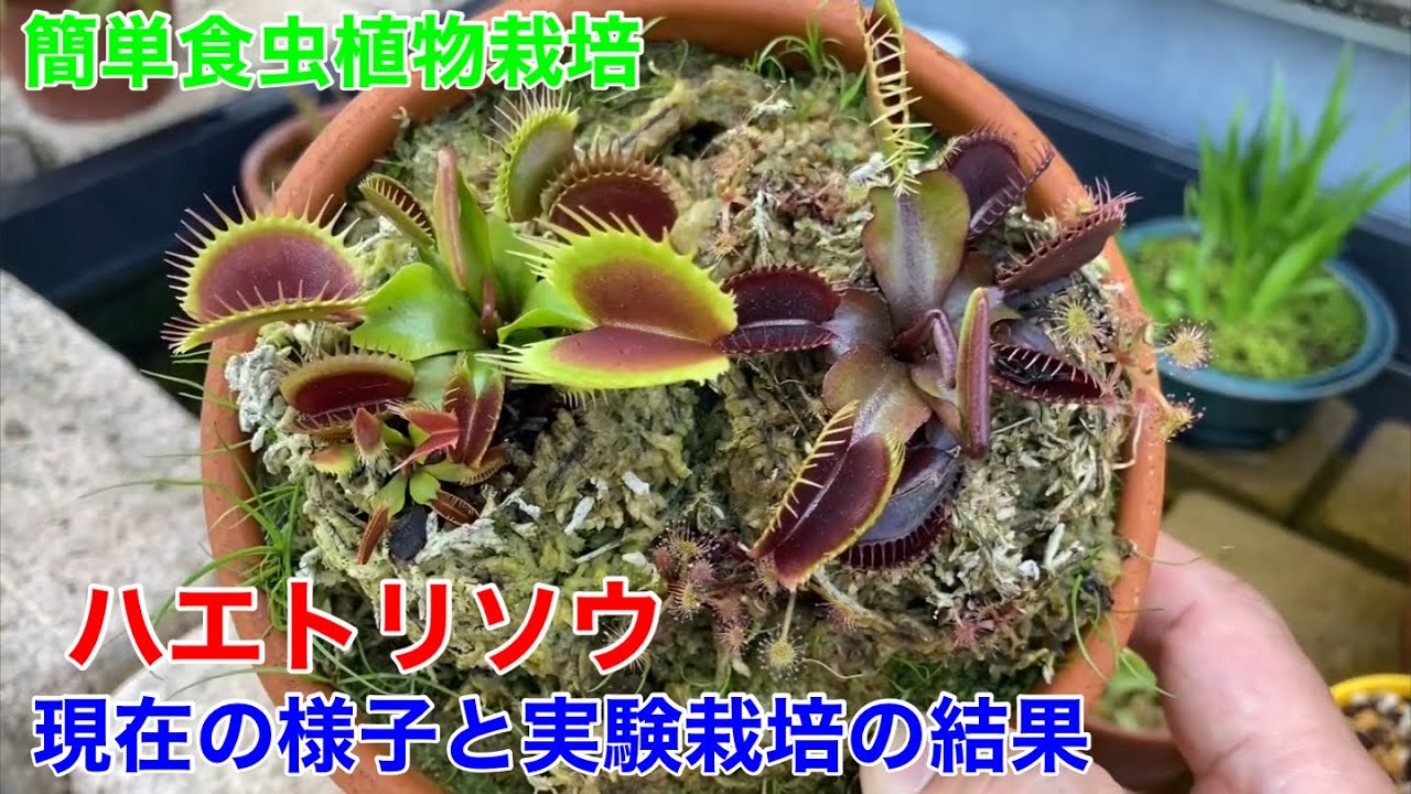 ハエトリソウの現在の様子と実験栽培の結果。 - YouTube