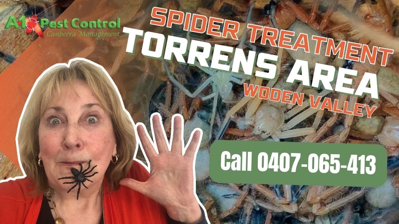 A1 Pest Control Canberra | Spider Treatment Torrens Area