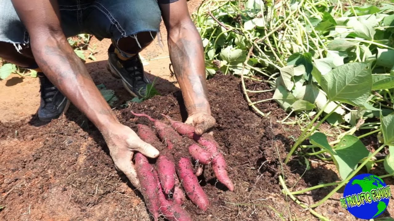 Sweet potato Harvest