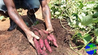 Sweet potato Harvest