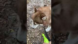 MY CUTE DOG