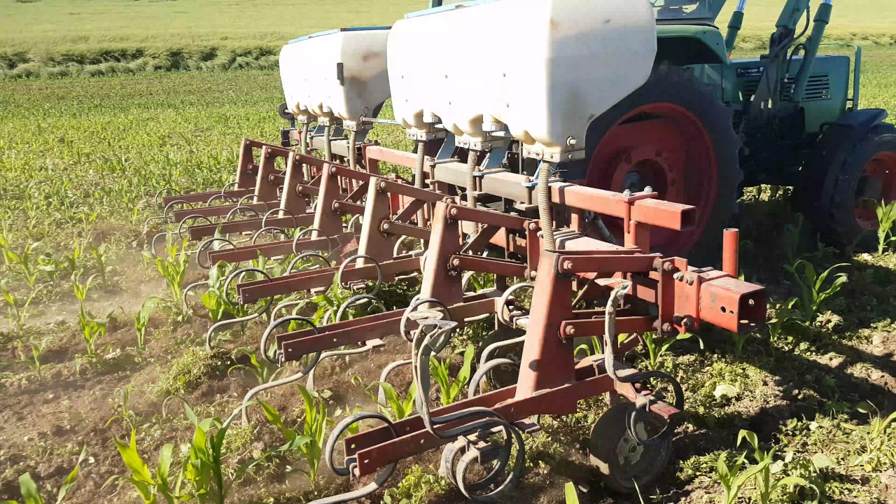 Maishacken und düngen mit Rau Hacke und Fendt Farmer 104S