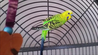 Squish Squish Im A Fish