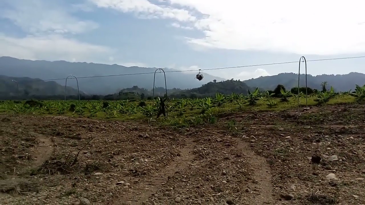 cableway for bananas