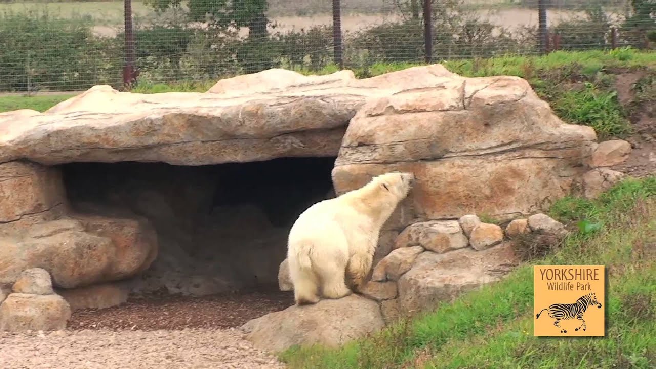 days out in. yorkshire Yorkshire Wildlife Park - Project Polar - Nissan's first steps into his new reserve