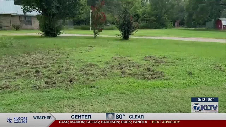 ‘My yard is destroyed’: Alba residents, officials battle feral hog infestation