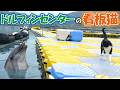 ニャンコと仲良しなイルカ
