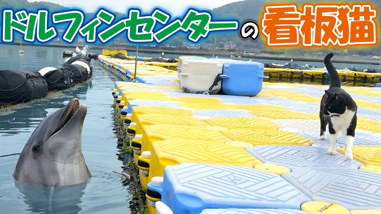 ニャンコと仲良しなイルカ