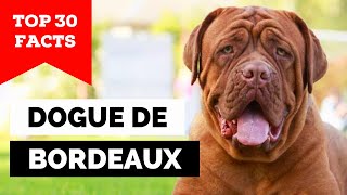 99% of Dogue de Bordeaux Dog Owners Don't Know This